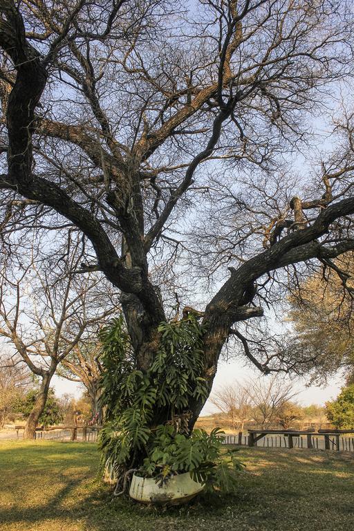 Camp Hogo Kavango Rundu Kültér fotó