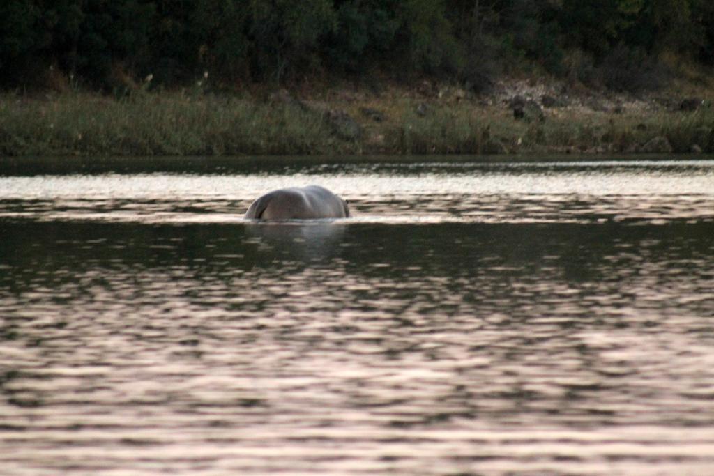 Camp Hogo Kavango Rundu Kültér fotó